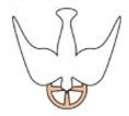 Symbol of the Holy Spirit