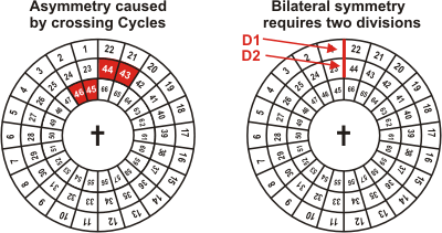 Assymmetric divisions of the BibleWheel