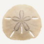 sand dollar